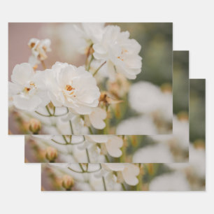 Mooie Witte Korbinrozen Echte Botanische Foto Inpakpapier Vel