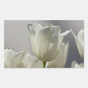 Mooie Witte Lentetulpen Rechthoekige Sticker