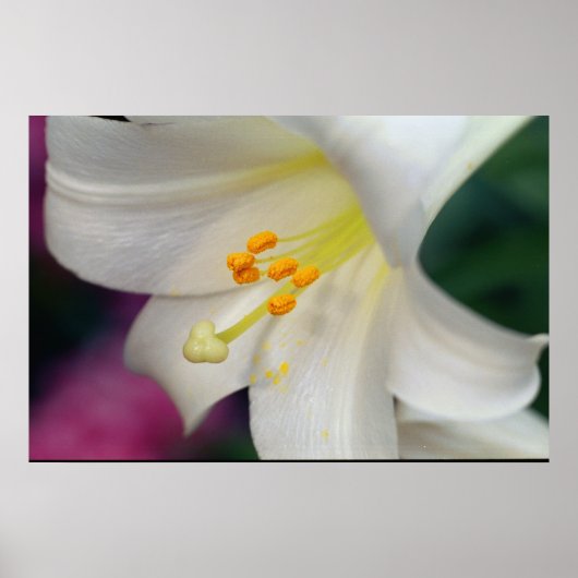 Mooie witte Lily Poster (Voorkant)