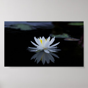 Mooie Witte Lotus,Meer,Zen Poster