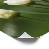 Mooie witte madeliefjes | Bloemen in Groen Veld Perfect Poster (Hoek)