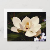Mooie witte magnoliabloesem close-up briefkaart (Voorkant / Achterkant)