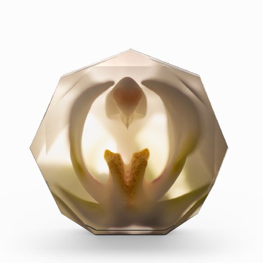 Mooie witte orchidee afdruk foto blok (Voorkant)