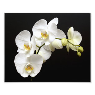 Mooie witte orchidee met zwarte achtergrond foto afdruk
