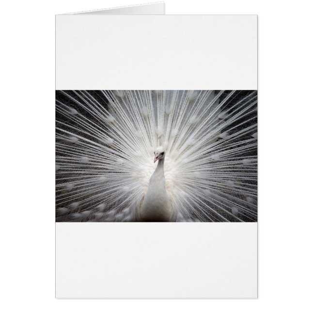 Mooie witte pauw (Voorkant)