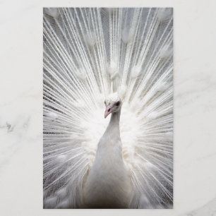 Mooie witte pauw briefpapier