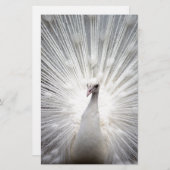 Mooie witte pauw briefpapier (Voorkant / Achterkant)