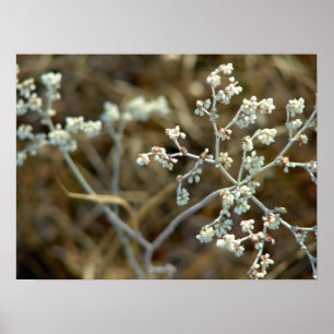 Mooie witte plant macro fotografie poster