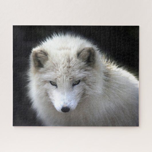Mooie witte poolvos, puzzel (Horizontaal)