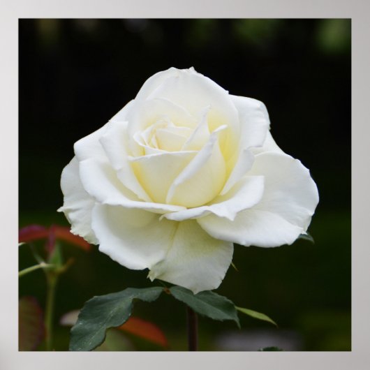 Mooie witte roos poster (Voorkant)