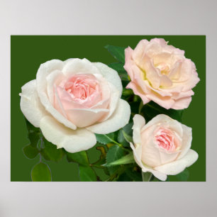 Mooie witte roze rozen poster
