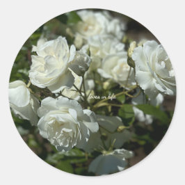 Mooie Witte Rozen Ronde Sticker