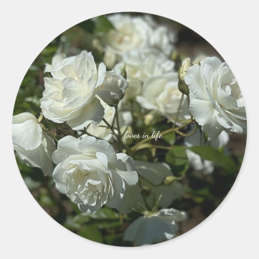 Mooie Witte Rozen Ronde Sticker (Voorkant)