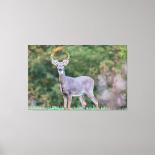 Mooie witte-staartdroer in het veld canvas afdruk