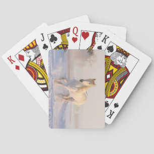 Mooie witte stallion die door de sneeuw loopt pokerkaarten