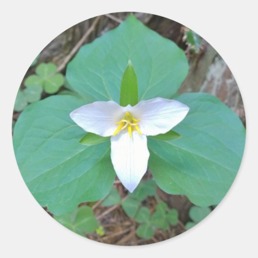 Mooie witte trilliumventiel in het bos ronde sticker (Voorkant)