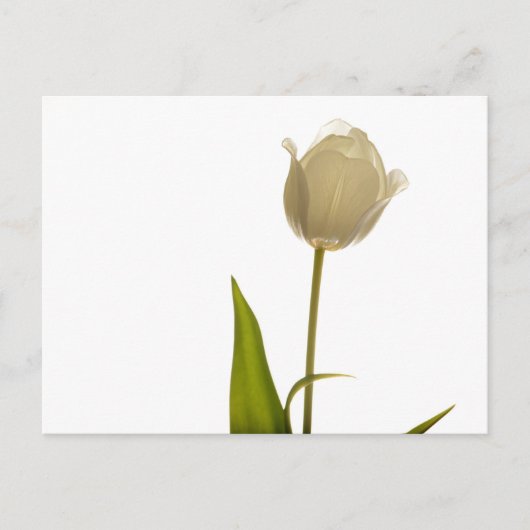 Mooie witte tulp op witte achtergrond briefkaart (Voorkant)
