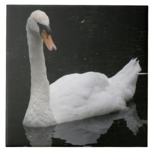 Mooie Witte Zwaan Tegel Tegeltje