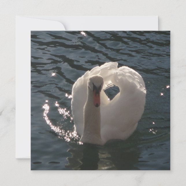 Mooie witte zwaluw gooit kussen (Voorkant)