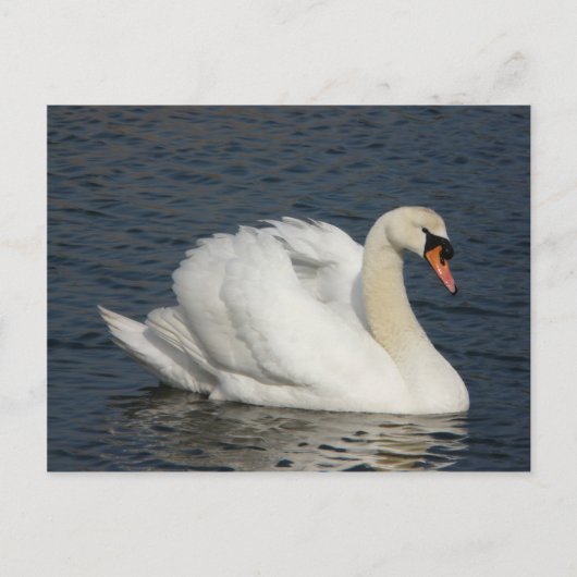 Mooie witte zwaluw in water briefkaart (Voorkant)