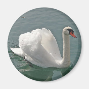 Mooie witte zwaluw magneet