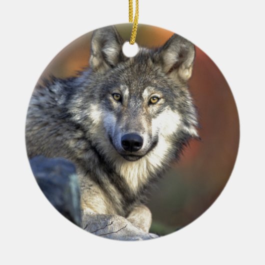 Mooie Wolf Keramisch Ornament (Voorkant)