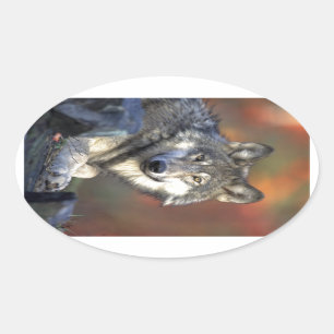 Mooie Wolf Ovale Sticker