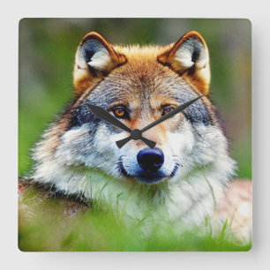 Mooie wolfkop schilderen vierkante klok