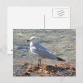 Mooie zeemeeuw op het Zee - Briefkaart (Voorkant / Achterkant)
