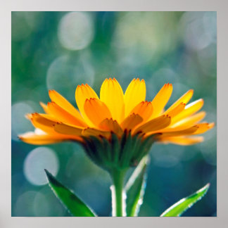Mooie zonlichtgele marigolfbloem poster
