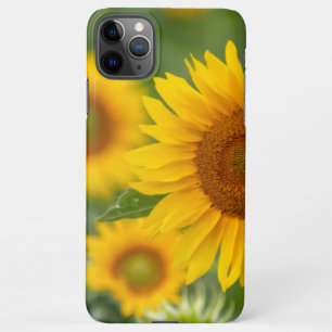 Mooie zonnebloem bloesems voor jou! iPhone 11Pro max hoesje