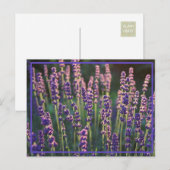 Mooie zonnebloemen briefkaart (Voorkant / Achterkant)