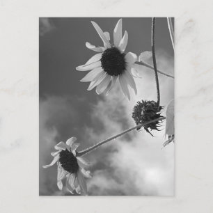 Mooie zonnebloemen in zwart-wit briefkaart