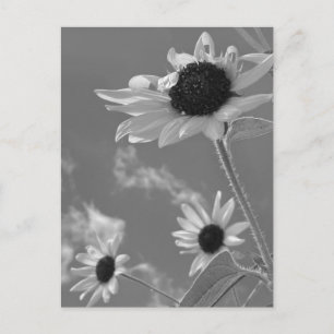 Mooie zonnebloemen in zwart-wit briefkaart
