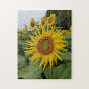 Mooie zonnebloemen legpuzzel