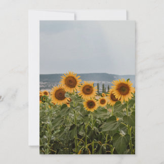 Mooie Zonnebloemveld Natuur Esthetische Fotografie Feestdagenkaart