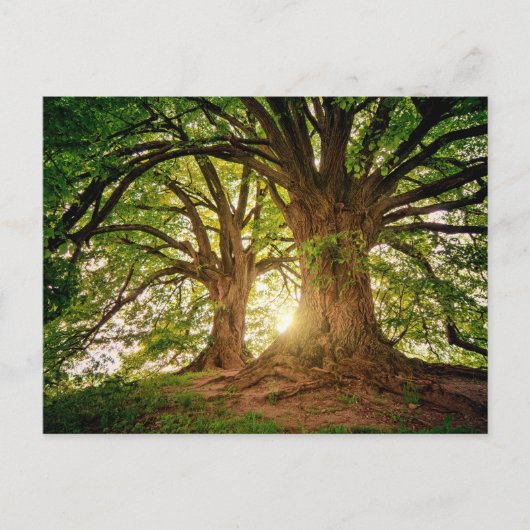 Mooie zonsondergang in het bos briefkaart (Voorkant)