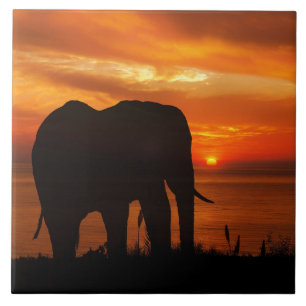 Mooie zonsondergang met silhouet van olifant tegeltje