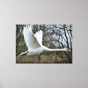 Mooie zwaan op vliegend doek canvas afdruk