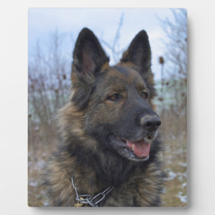 mooie zwart en bruine Duitse herdershond puppy Fotoplaat
