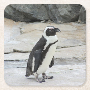 Mooie zwart-witte pinguïn op de rotsen vierkante kartonnen onderzetter