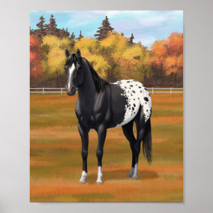 Mooie zwarte Appaloosa Quarter Horse hengst Poster