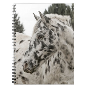 Mooie zwarte en witte Appaloosa-paarden Notitieboek