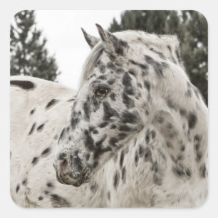 Mooie zwarte en witte Appaloosa-paarden Vierkante Sticker