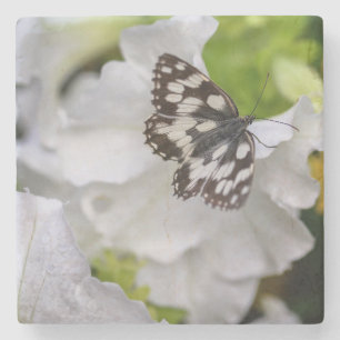 Mooie zwarte en witte vlinder op een bloem stenen onderzetter