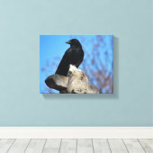 Mooie Zwarte Kraai Canvas Afdruk (Insitu (Houten vloer))
