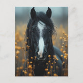 Mooie zwarte paard briefkaart (Voorkant)