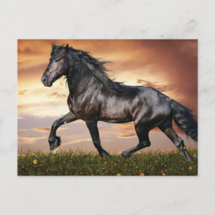Mooie zwarte paard feestdagenkaart