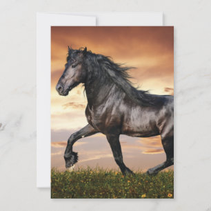 Mooie zwarte paard feestdagenkaart