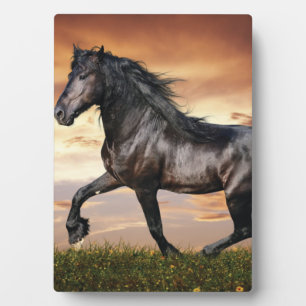 Mooie zwarte paard fotoplaat